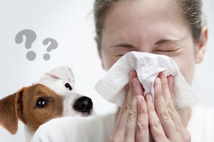 Mely kutyák allergiásoknak