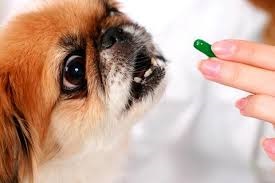 Milyen vitaminokat adnak a kutya, a háziállat