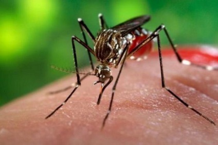 Hogyan lehet megszabadulni a pattanások után egy szúnyogcsípés