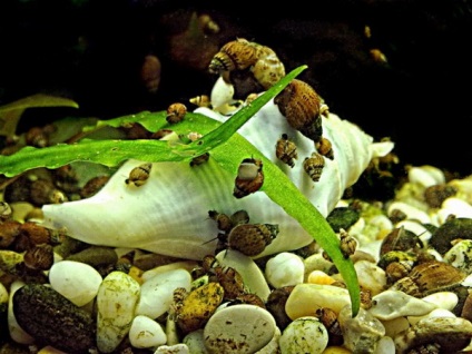 Hogyan lehet megszabadulni a csigák az akváriumban népszerű módszerek, tippek és trükkök
