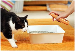 Hogyan lehet megszabadulni a szaga a macskák néhány egyszerű megoldások