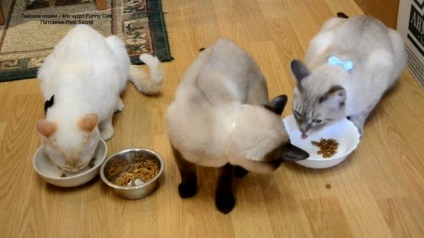 Hogyan kell etetni a macska Thai, Thai macska él, gondoskodás