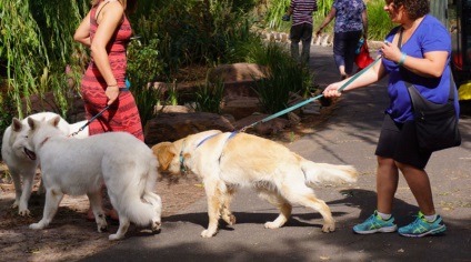 Hogyan kell tanítani a kutyát a parancsot Fu, Fu kölyök képzési csapat lépésről lépésre