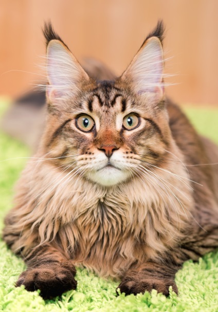 Hogyan hívja Maine Coon fiú - nevét és becenevét (HRK) Hogyan hívja Maine Coon fiú - nevek és becenevek