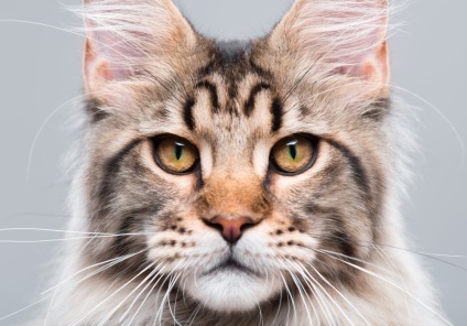 Hogyan hívja Maine Coon fiú - nevét és becenevét (call) Hogyan hívja Maine Coon fiú - nevek és becenevek