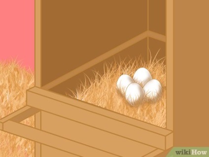 Hogyan ne adjanak a tyúkoknak tojásaikat
