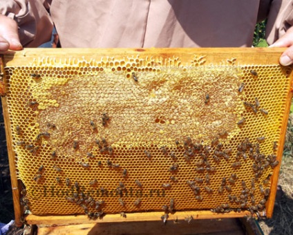 Hogyan szivattyúzza ki a méz