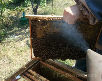 Hogyan szivattyúzza ki a méz