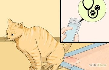 Hogyan elválaszt macska ugrik a billentyűzeten