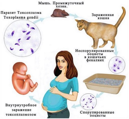 Hogyan toxoplazmózis módszerek szerződő betegség