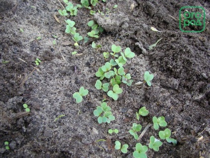 Hogyan juthat el az első retek betakarítás áprilisában, a kertben ()