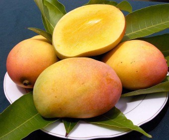 Hogyan ültessünk egy mangó tippeket otthon