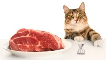 Hogyan kell etetni a macska sterilizált - megfelelő táplálkozás a macska és a macska