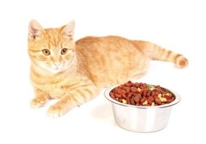 Hogyan kell etetni a macska sterilizált - megfelelő táplálkozás a macska és a macska