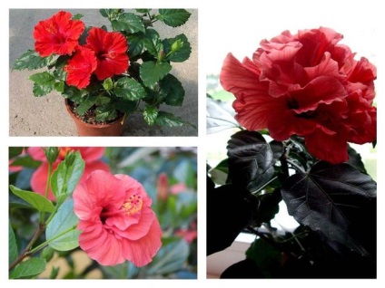 Ahogy pravilno nevezett - kínai rose fajták, ellátás