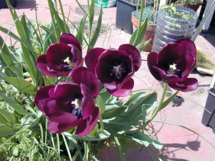 Hogyan növény tulipán az erkélyen vagy a termesztésre tulipánok egy bankot