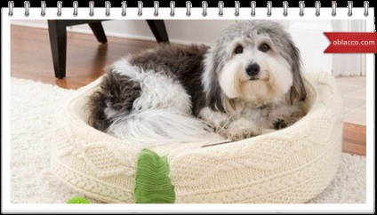 Hogyan kell tárolni a takaró vagy házat kutyák, oblacco