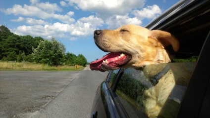 Hogyan kell tanítani a kutyát utazni az autóban - a társadalom