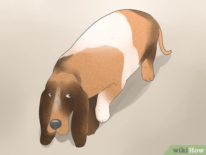 Hogyan lehet felismerni a tüneteket roham a kutyák