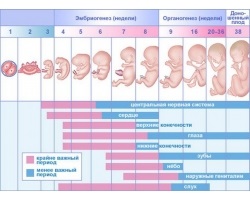 Ahogy egyre hasa alatt terhesség hétről-hétre (terhességi naptár)