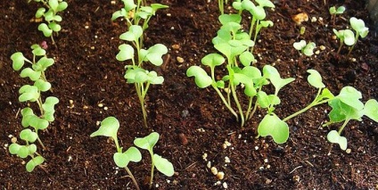 Hogyan növény karalábé tanácsot termesztése és gondozása a nyílt terepen