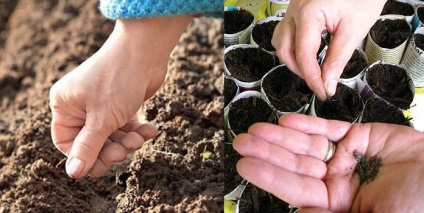 Hogyan növény karalábé tanácsot termesztése és gondozása a nyílt terepen