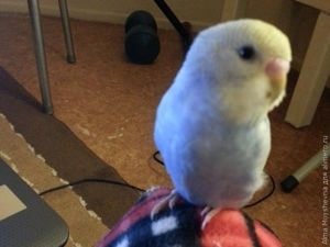 Hogyan készítsünk papagáj fun (mint hangulat) Hogyan készítsünk papagáj vidám