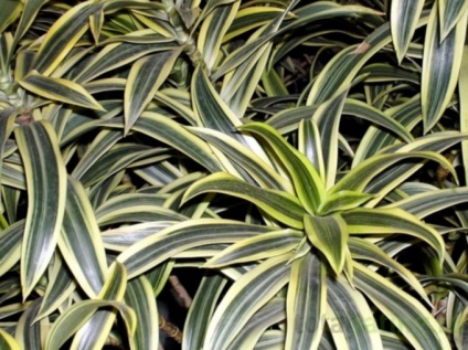 Hogyan hozzunk létre egy dracaena (hogy egy meleg helyen) Hogyan hozzunk létre egy dratsenu