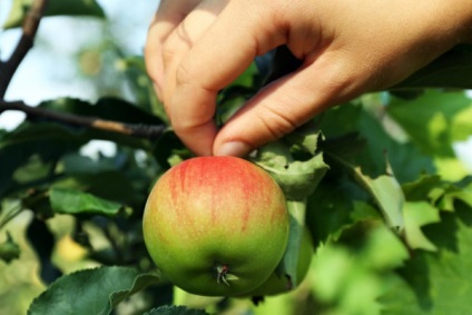 Hogyan kell tartani alma és körte friss, amíg a következő betakarításig - termőföld