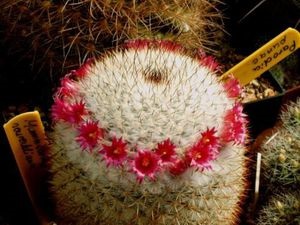 Cactus Mammillaria növényfaj, otthoni gondozást és a szabályok tartalmának
