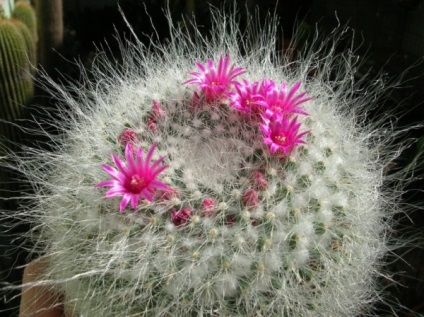 Cactus Mammillaria, fajok fotók, otthoni gondozást