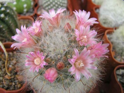 Cactus Mammillaria, fajok fotók, otthoni gondozást