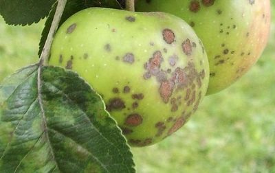 Hogyan védi és gyógyítja a alma és körte varasodás re; stabilitás almafajták