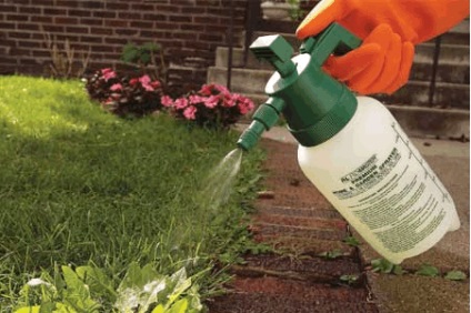 Hogyan lehet eltávolítani a gyomokat a gyep herbicidek vagy manuális eltávolítása