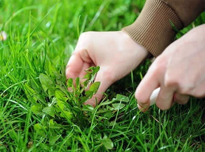 Hogyan lehet eltávolítani a gyomokat a gyep herbicidek vagy manuális eltávolítása