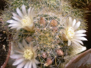 Hogyan törődik kaktusz Mammillaria otthoni fotók, faj, tenyésztés, transzfer és