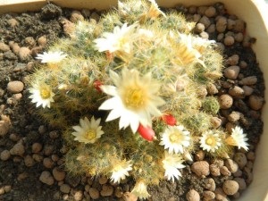Hogyan törődik kaktusz Mammillaria otthoni fotók, faj, tenyésztés, transzfer és