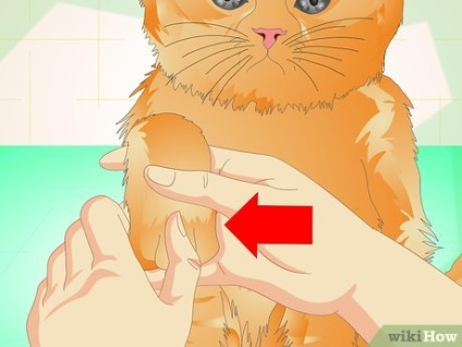 Hogyan törődik macska mancsa