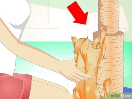 Hogyan törődik macska mancsa
