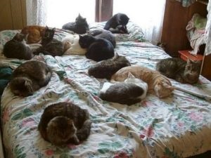 Milyen fajta macskák választani egy lakást, és miért egy állat nem tud letelepedni