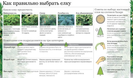 Hogyan válasszuk ki a karácsonyfa, hogyan válasszuk ki a mesterséges karácsonyfa, hogyan kell tartani a fa egy kicsit