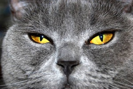 Mivel a szerkezet a szem lát egy macska egy macska, meglátja a macska szeme, a retina, a fotoreceptorok, éjszakai