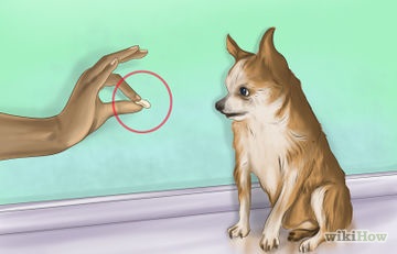 Hogyan járni póráz, míg a két kutya