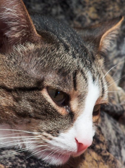 Hogyan lehet gyógyítani orrfolyás cica