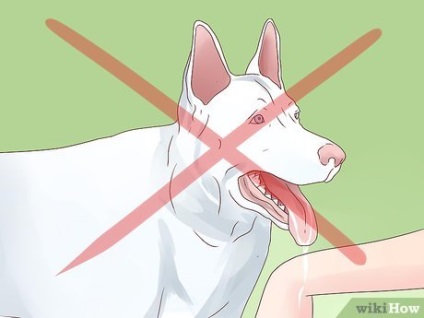 Hogyan lehet gyógyítani a kutya veszettség