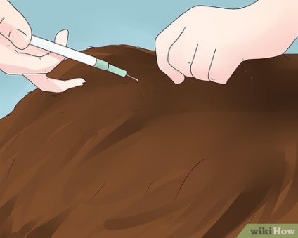 Hogyan lehet gyógyítani a kutya veszettség