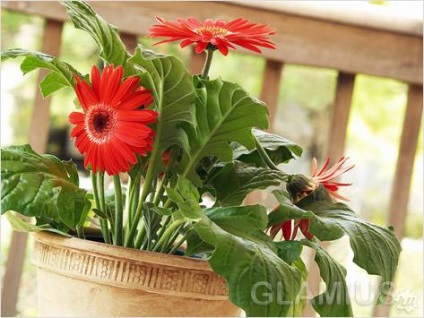 Hogyan növekszik gerbera - növekvő gerbera