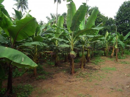 Hogyan növekszik a banánfa otthon