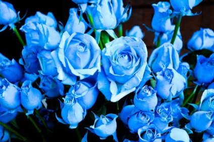 Hogyan növekszik a kék rózsa 7 Titkok tapasztalt kertészek