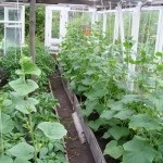 Hogyan növekszik a kínai uborka, kerti